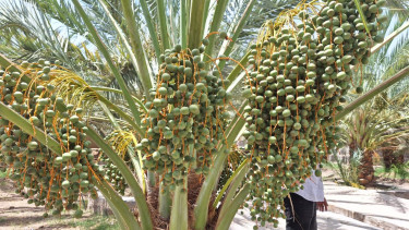 Kebun kurma di Madinah Arab Saudi