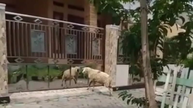 Kambing menanduk pagar rumah orang
