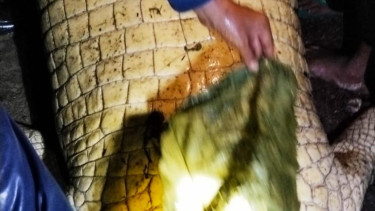 Buaya berhasil diamankan.