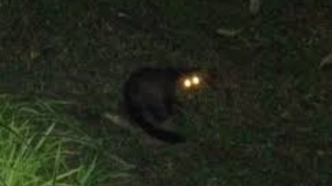 Ilustrasi Musang Bulan di malam hari.