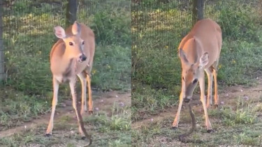 Video rusa diduga memakan ular