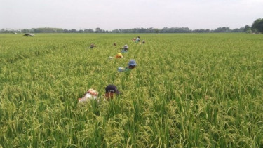 Petani yang sedang bekerja di lahan