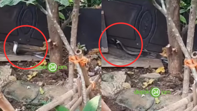 Dua ekor ular besar bertarung jadi tontonan warga di Pancoran Mas, Depok