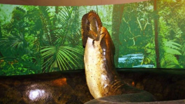 Ular Titanoboa.