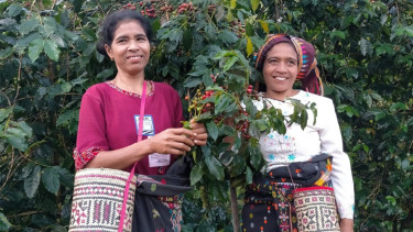 Wanita Colol NTT sedang petik kopi.