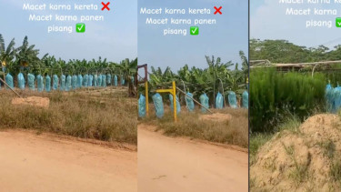 Pengendara Terjebak Macet karena Panen Pisang