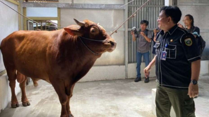 Sapi Kurban Presiden Jokowi di Palembang Sumatera Selatan