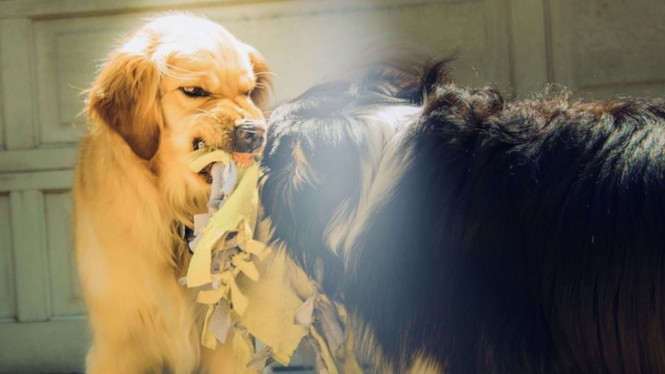 Ilustrasi anjing rabies