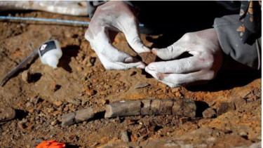 Dinosaurus paruh bebek atau Gonkoken nanoi