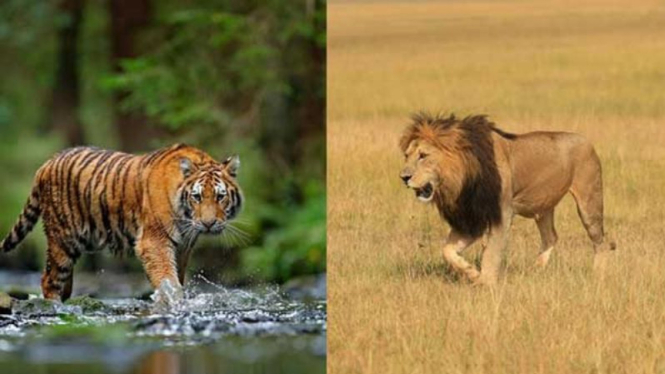 Ilustrasi Harimau dan Singa