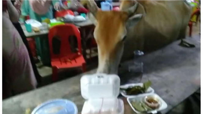 Sapi di Resepsi Pernikahan.jpeg