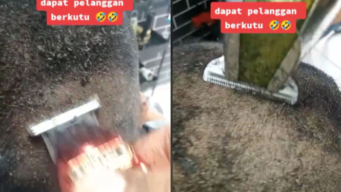 Tukang Cukur Pangkas Rambut Pelanggan yang Dipenuhi Ribuan Kutu