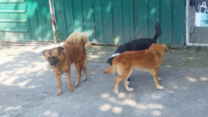  Anjing peliharaan warga Bali yang dibiarkan berkeliaran.