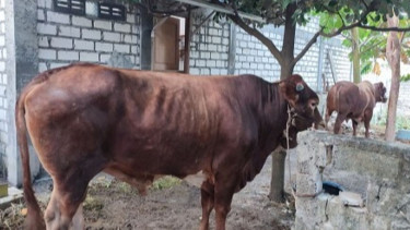 Panji Gumilang sumbang 2 ekor sapi limosin di Desa Sembunganyar, Gresik