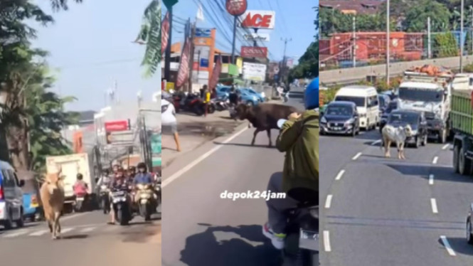 Kumpulan momen sapi kabur ke jalan raya saat hendak disembelih saat Idul Adha