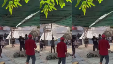 Sapi Mengamuk Hingga Rubuhkan Tenda