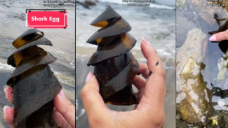 Penasaran Bentuk Telur Hiu yang Unik? Orang Ini Temukan dan Bagikan Penampakannya