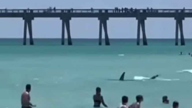 Hiu di Salah Satu Pantai AS