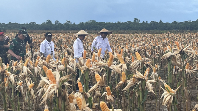 Presiden Jokowi Tinjau Ladang Jagung di Kabupaten Keerom Papua.