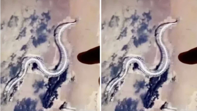Ular Raksasa Nongol di Google Maps.