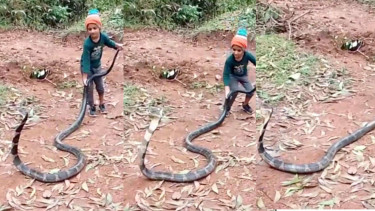 Bocah Lucu Ini Bermain dengan Ular Raksasa