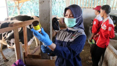 Ratusan Ternak di Boyolali Divaksinasi Guna Cegah Wabah Antraks