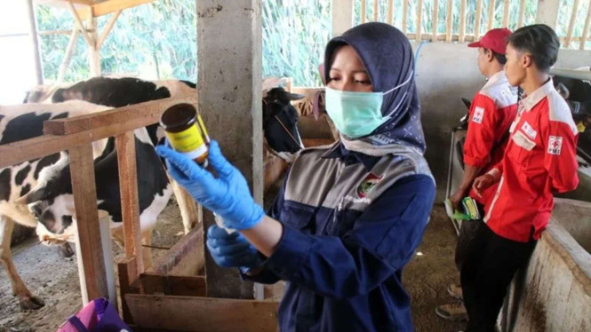 Ratusan Ternak di Boyolali Divaksinasi Guna Cegah Wabah Antraks