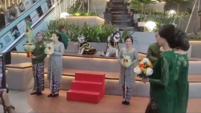 Viral Pernikahan Anjing Dengan Adat Jawa Telan Biaya Ratusan Juta Di PIK