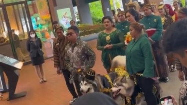 Viral Pernikahan Anjing Dengan Adat Jawa Telan Biaya Ratusan Juta Di PIK