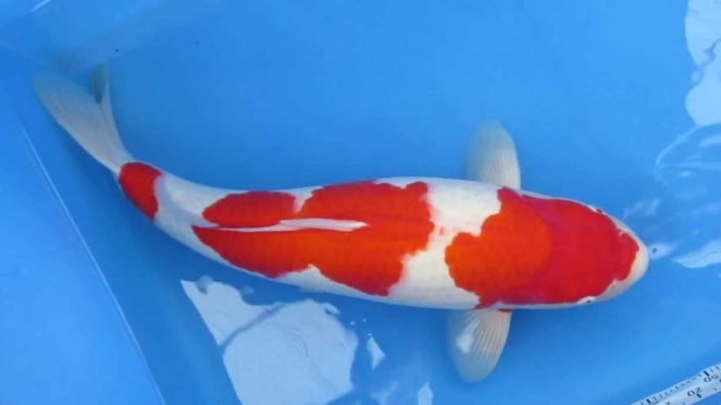 Ikan Koi Kohaku