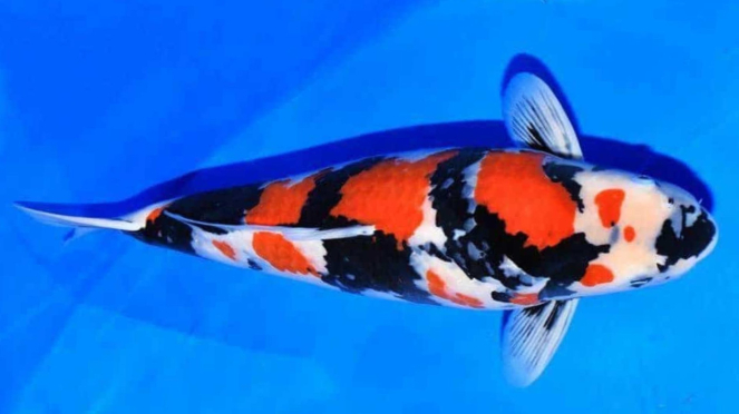 Ikan koi Showa