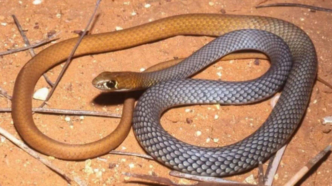 Ular berbisa baru yang ditemukan di Australia