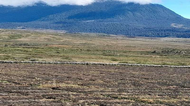 Lahan tandus kekeringan akibat kemarau di Kabupaten Puncak, Papua Tengah