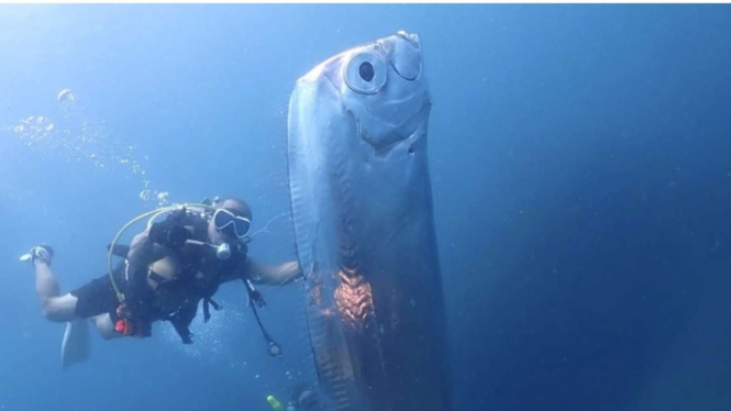 Ilustrasi ikan raksasa.