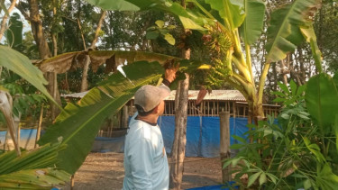Pisang Berlin bertandan 3, milik Bambang.