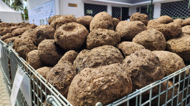 Umbi porang.