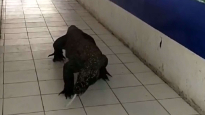 Viral Seekor Komodo Masuk ke Pasar Souvenir Labuan Bajo