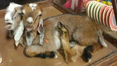 Kambing berkepala dua.