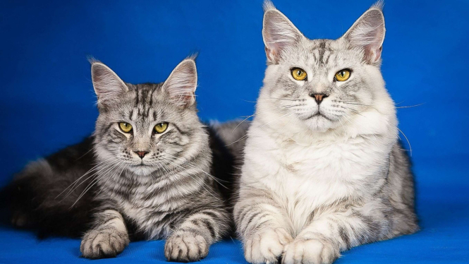 Kucing Maine Coon