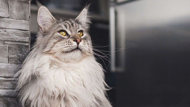 Kucing Maine Coon