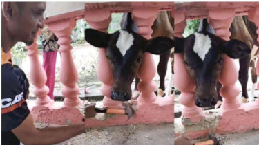Kepala Sapi Kejepit di Pagar Rumah