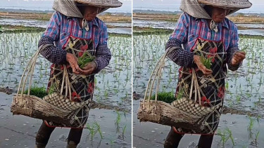 Bukan Mundur atau Maju, Begini Cara Unik Petani Tanam Padi