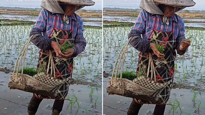 Bukan Mundur atau Maju, Begini Cara Unik Petani Tanam Padi