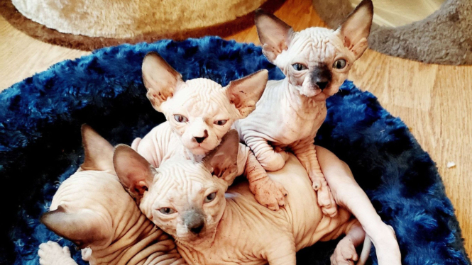 Kucing Sphynx