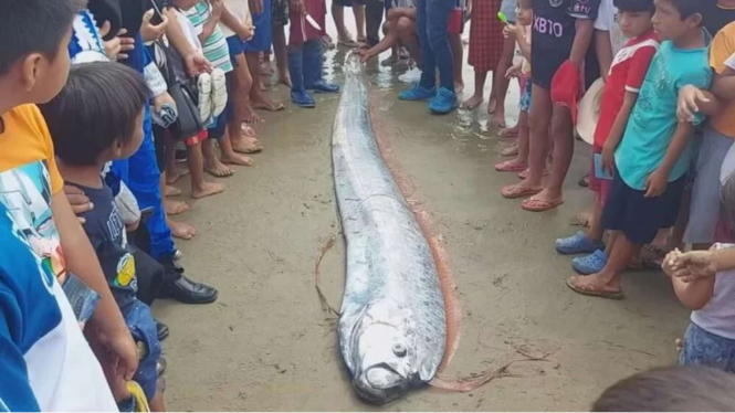 Oarfish Ikan Pembawa Malapetaka
