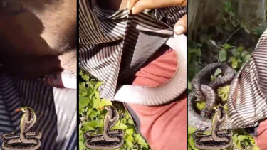 Ular Kobra Merayap di dalam Baju Seorang Pria