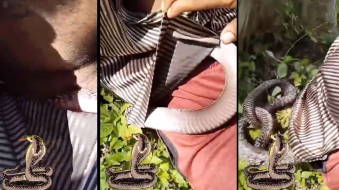 Ular Kobra Merayap di dalam Baju Seorang Pria