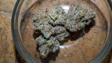 Narkoba Kush