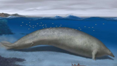 Perucetus colossus.