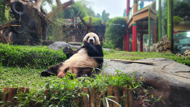 Cai Tao, panda raksasa di Taman Safari Indonesia.